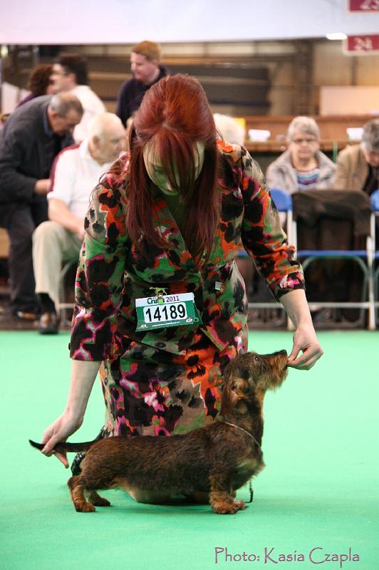 Crufts2011_2 1193.jpg